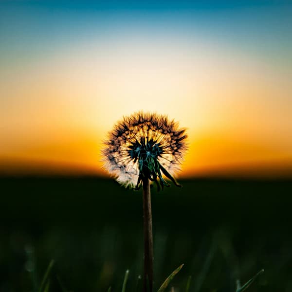 Strategic Marketing on a Budget